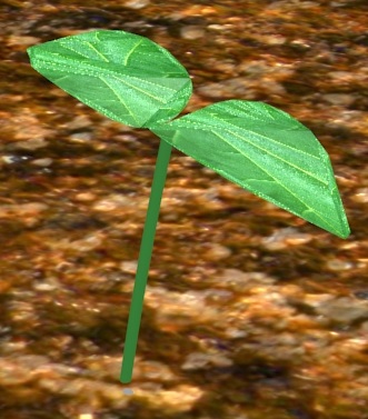 Sprout